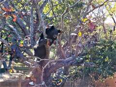 图5 黑熊「波比」爬上树梢观赏园区景致