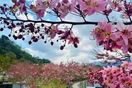 圖4：寶來花賞溫泉公園粉紅花旗木正值盛開