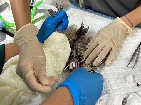 图1. 翅膀受伤的领角鴞伤口清创