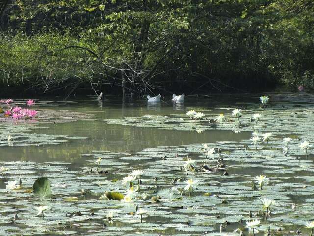 鳥松湿地