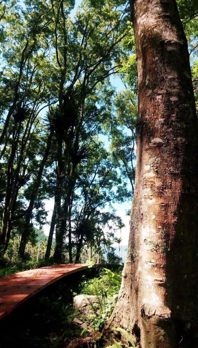 樟树林步道公园