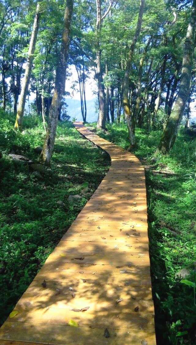 樟树林步道