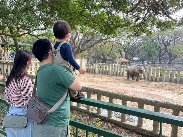 遊客欣賞非洲象阿里英姿