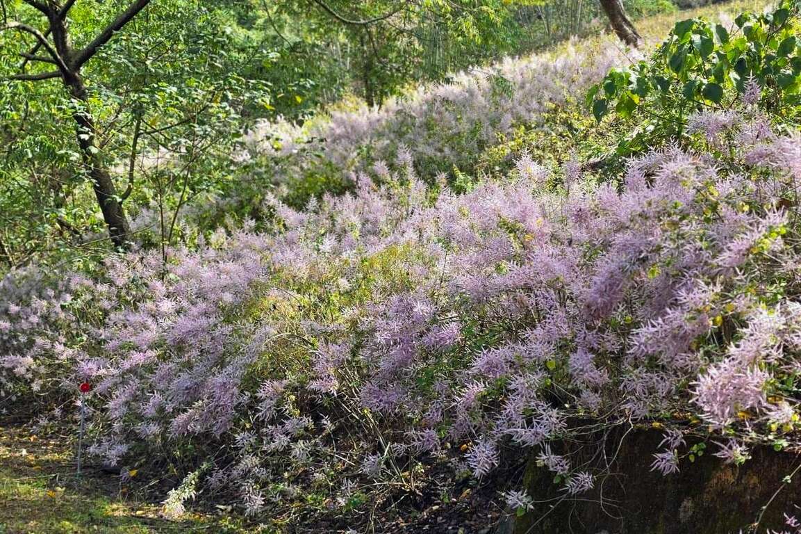 圖8：竹林休閒農業園區麝香木盛開，淡紫色花朵帶有獨特香氣