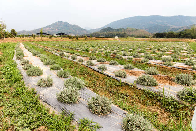 Yonglin Sanling Organic Farm