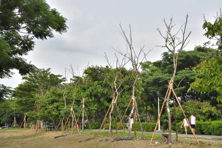 龍德新路擴寬臨愛河綠地步道沿線增植花旗木