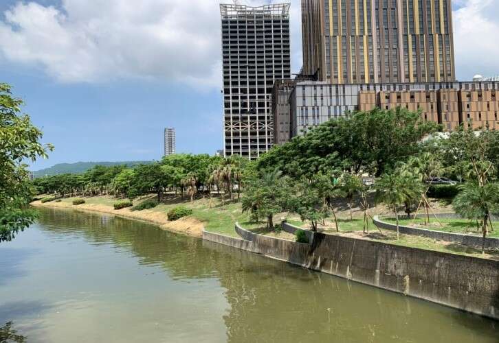 臨愛河(自由路至博愛路段)岸邊增植花旗木
