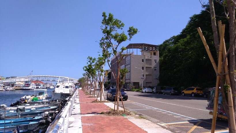 哨船街增植蘭嶼赤楠