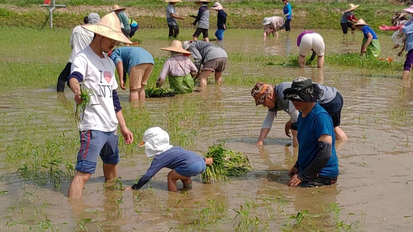 志工種菱角芡實