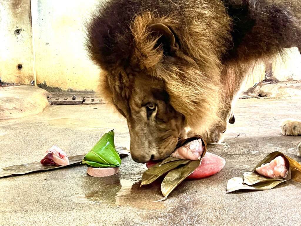 非洲獅「小辛」大口吃生肉粽