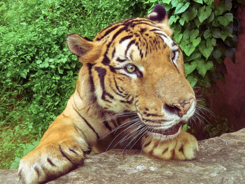 Image 4: "A-Sheng," the Bengal tiger from Leofoo Village Safari Park, leans against the window ledge.