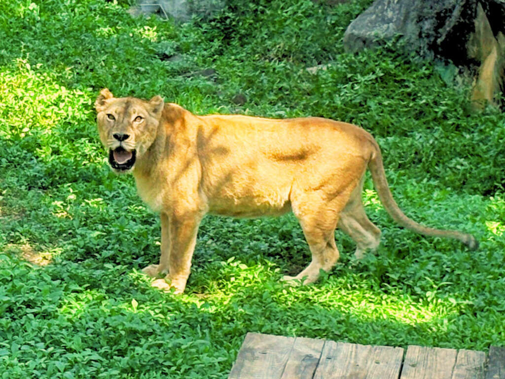 Image 6: "Bulei," the African lion from Leofoo Village Safari Park.