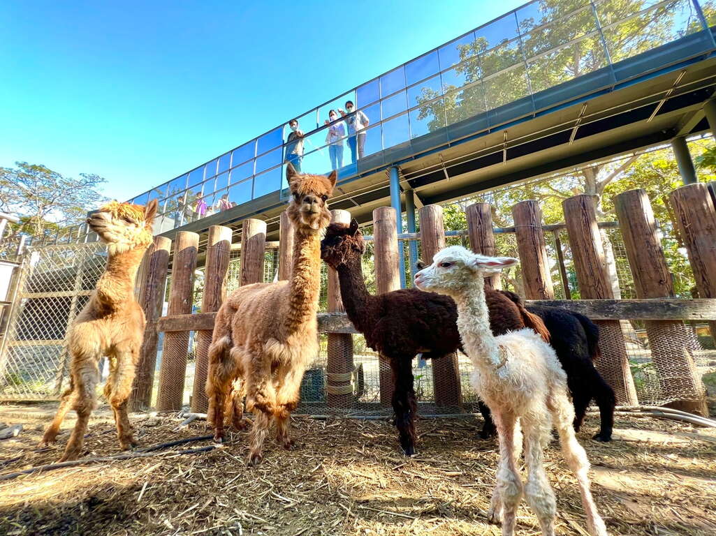 Image 8. Shoushan Zoo – A Harmonious Space Integrating Humans, Nature, and Animals