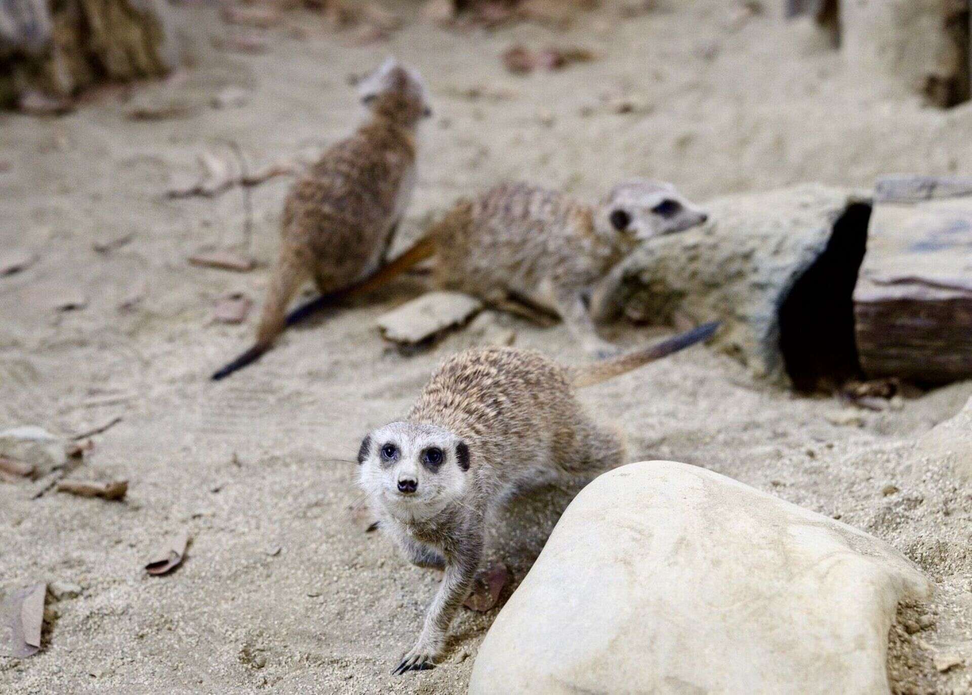圖8.狐獴在「野森動物學校」探索環境