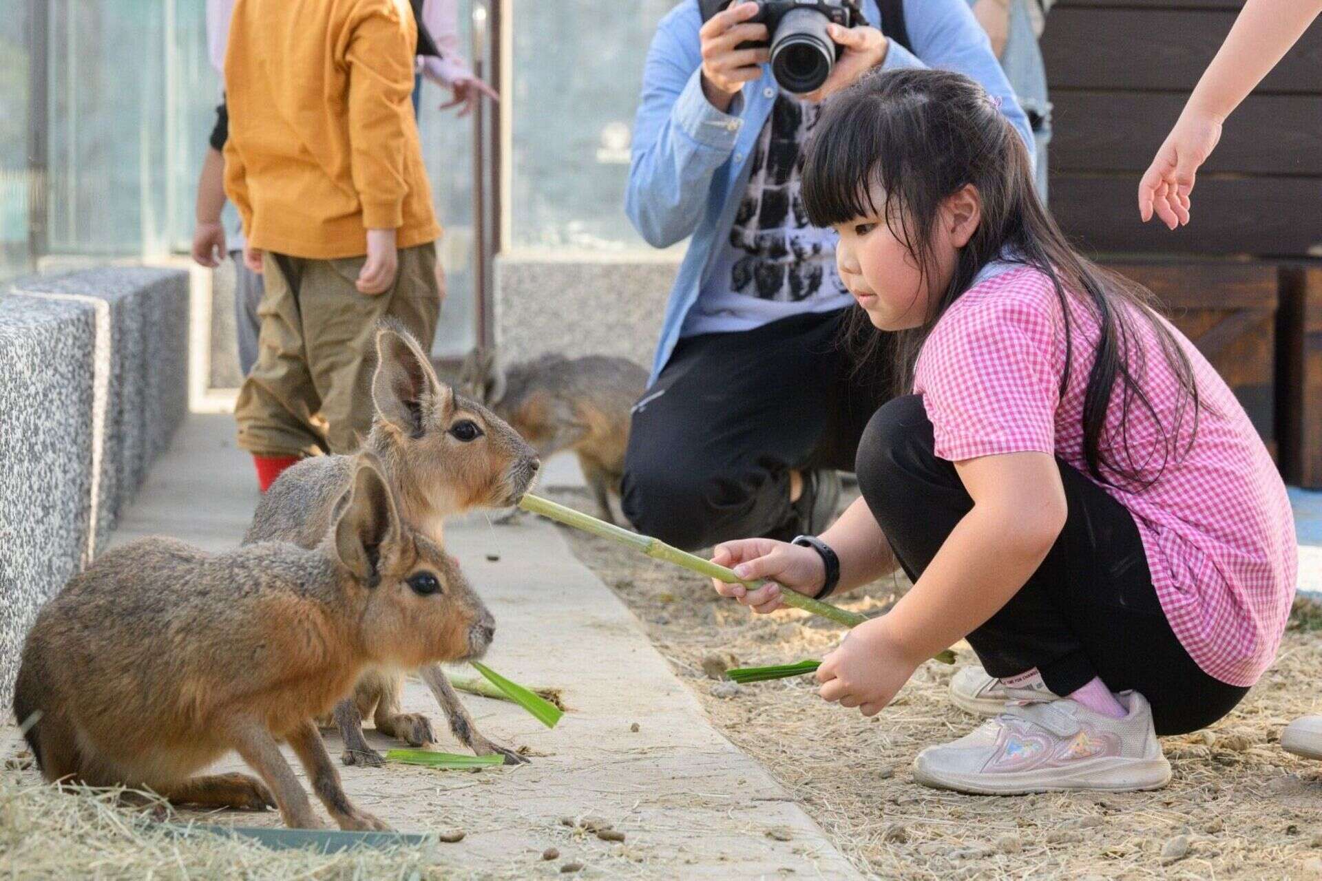 圖11.在園區與迷你羊等溫馴可愛的動物們互動