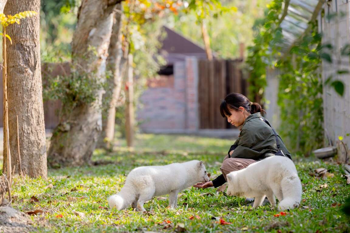 「野森動物學校」飼育員悉心照養狐狸