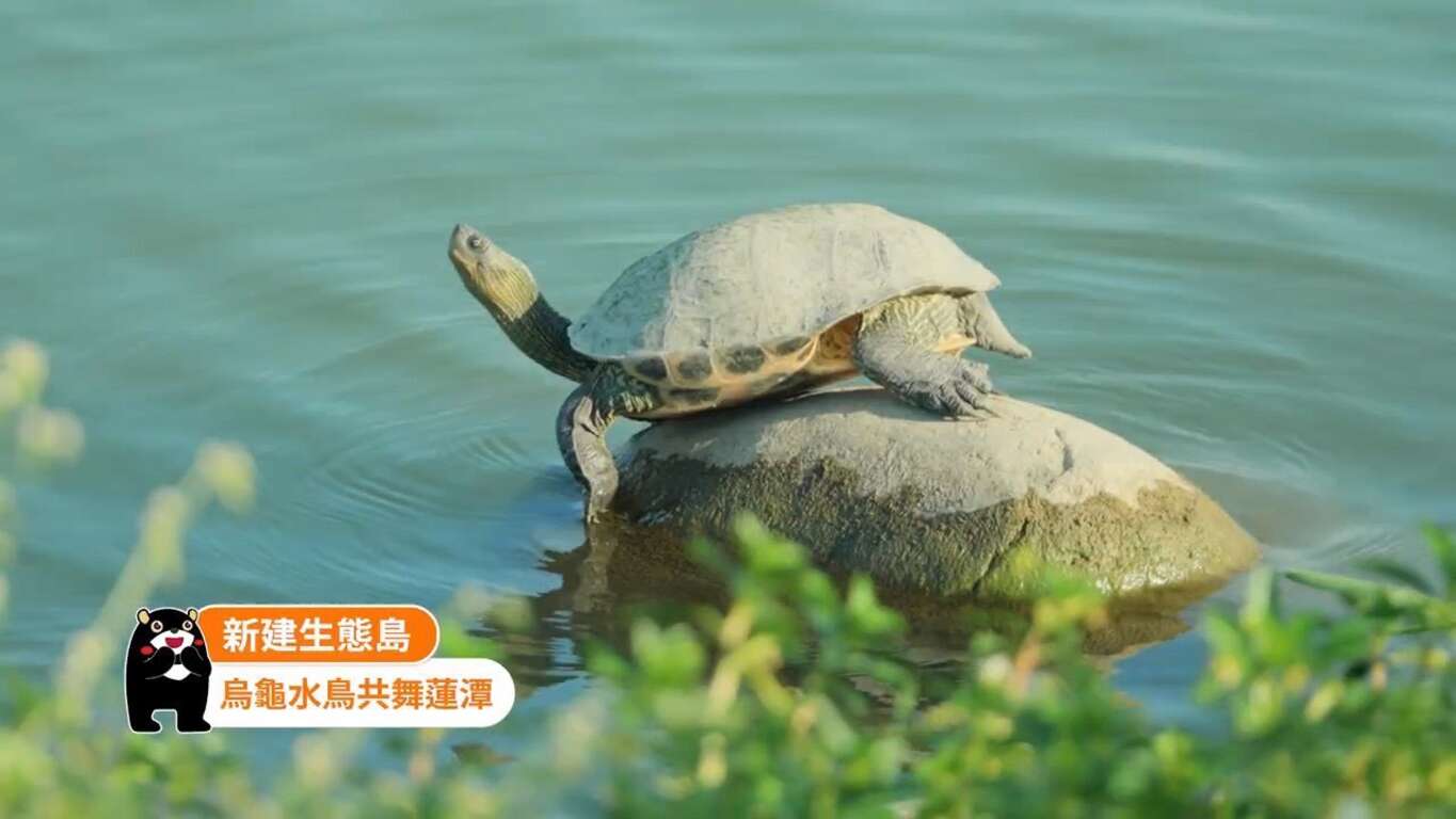 照片13蓮池潭優質生態水岸休憩空間