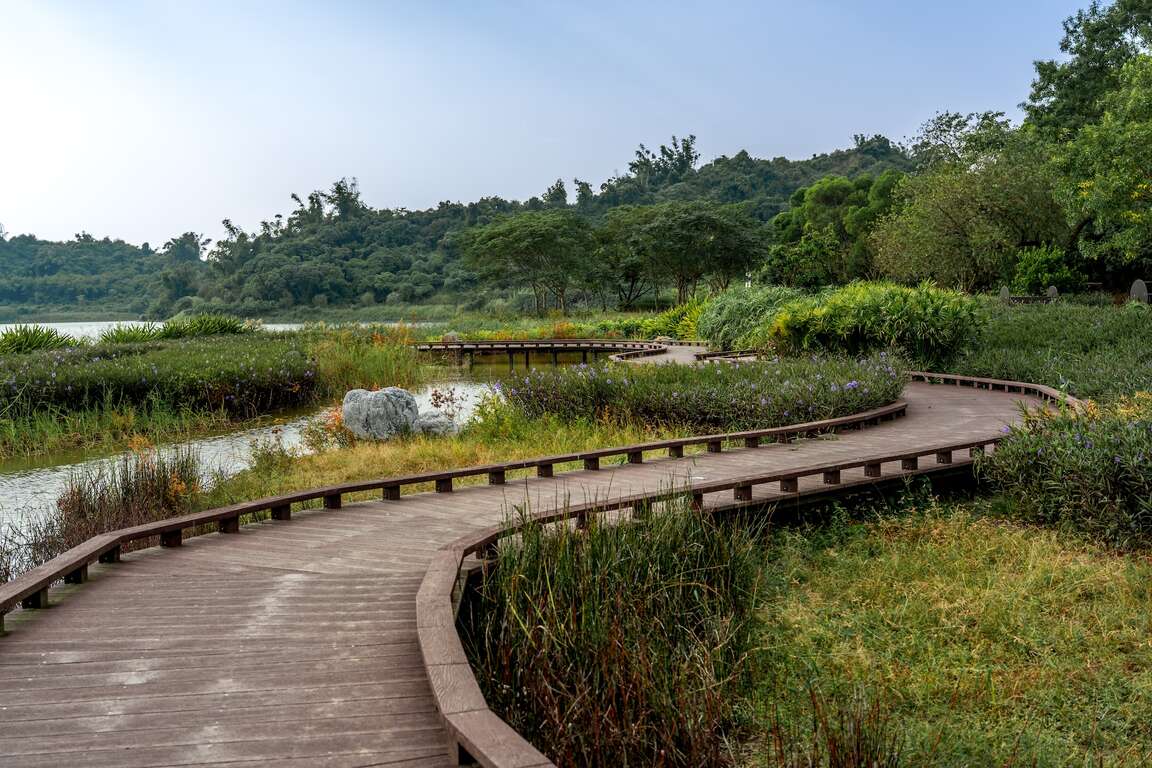 蜿蜒於濕地上的木棧道