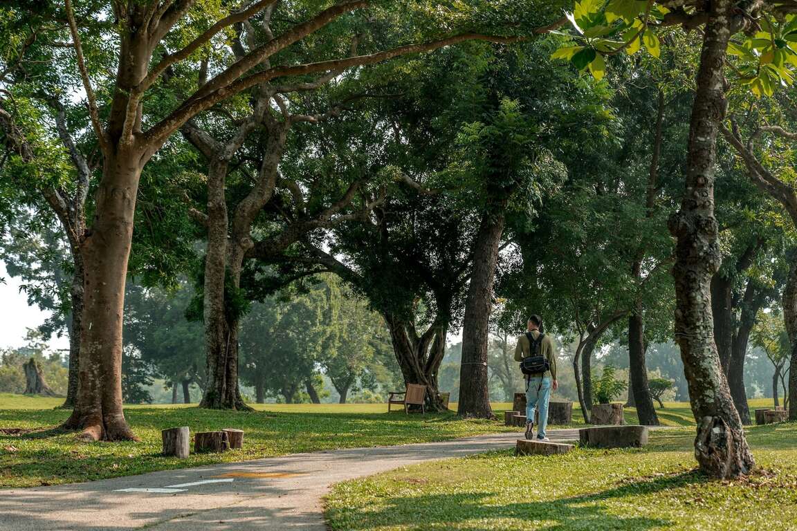 林蔭步道與散步的民眾