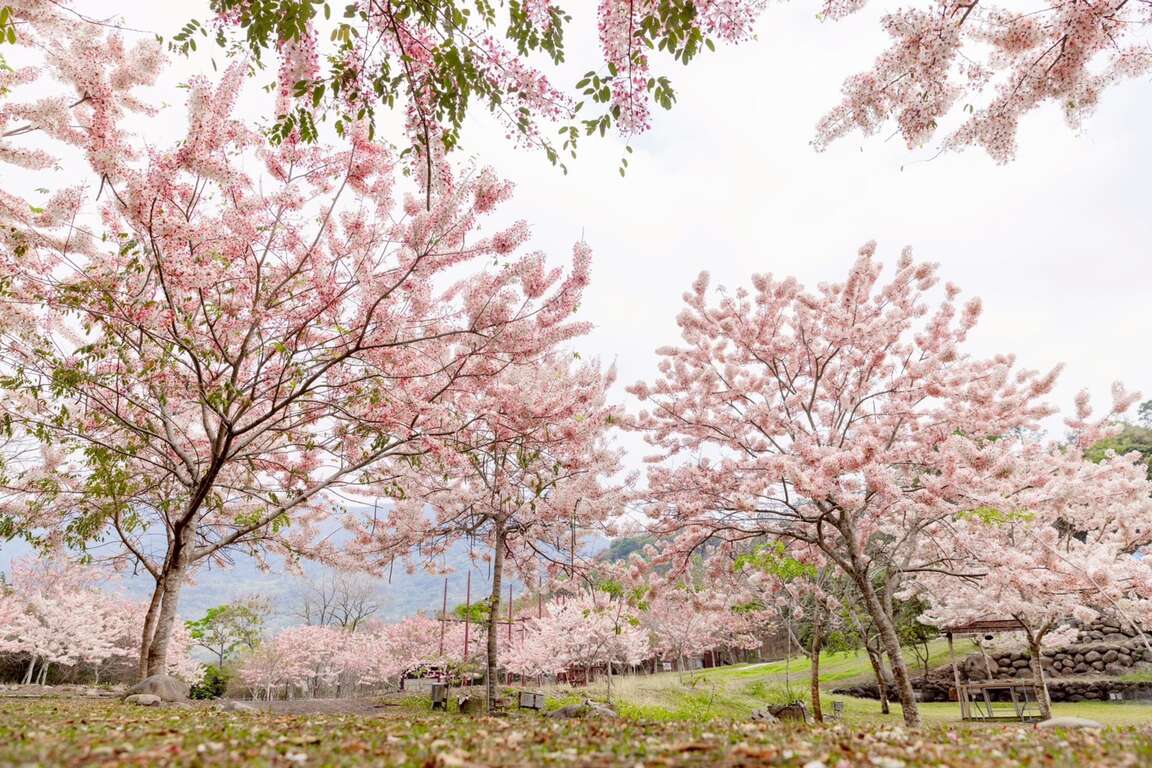 圖4、六龜山區的花旗木陸續盛開,為高雄春季限定的夢幻景點。