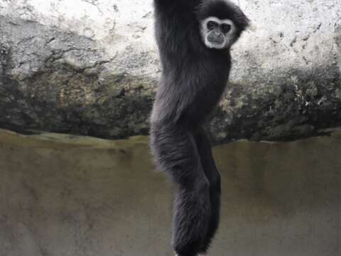 寿山动物园-猴子照