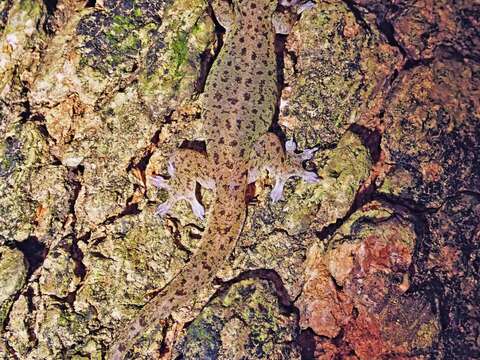 多年來第一次清楚拍攝到的截趾虎成熟個體，分佈在壽山動物園附近。(小橙拍攝)