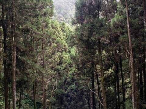 藤枝國家森林遊樂區林木蒼翠茂盛，微風吹拂宛如海濤，故又名「森濤」