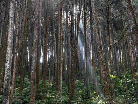 藤枝國家森林遊樂區林木蒼翠茂盛