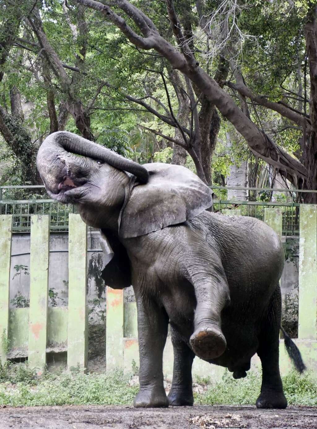 壽山動物園整裝再出發 5月起休園暫別高雄市民