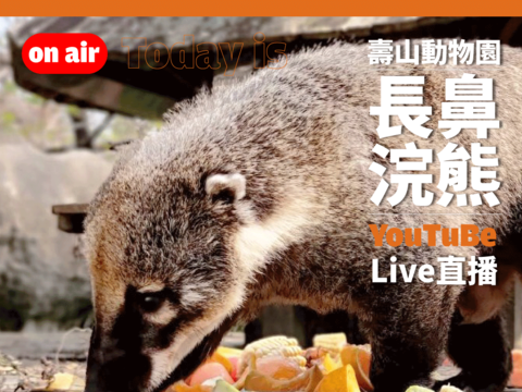 Good news from the zoo’s South American coati family, and real-time images