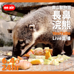 動物園のヤマハナグマ家族から朗報 ライブ配信で秘密大公開