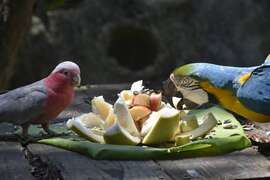 鸚鵡享用水果大餐