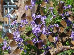 茂林紫斑蝶