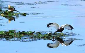 Tourism Bureau facilitates the restoration of Meinong Lake wetlands to create a new haven for pheasant-tailed jacana