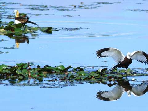 Tourism Bureau facilitates the restoration of Meinong Lake wetlands to create a new haven for pheasant-tailed jacana