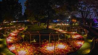 《菊花夜行军 100米花廊光谱》夜景