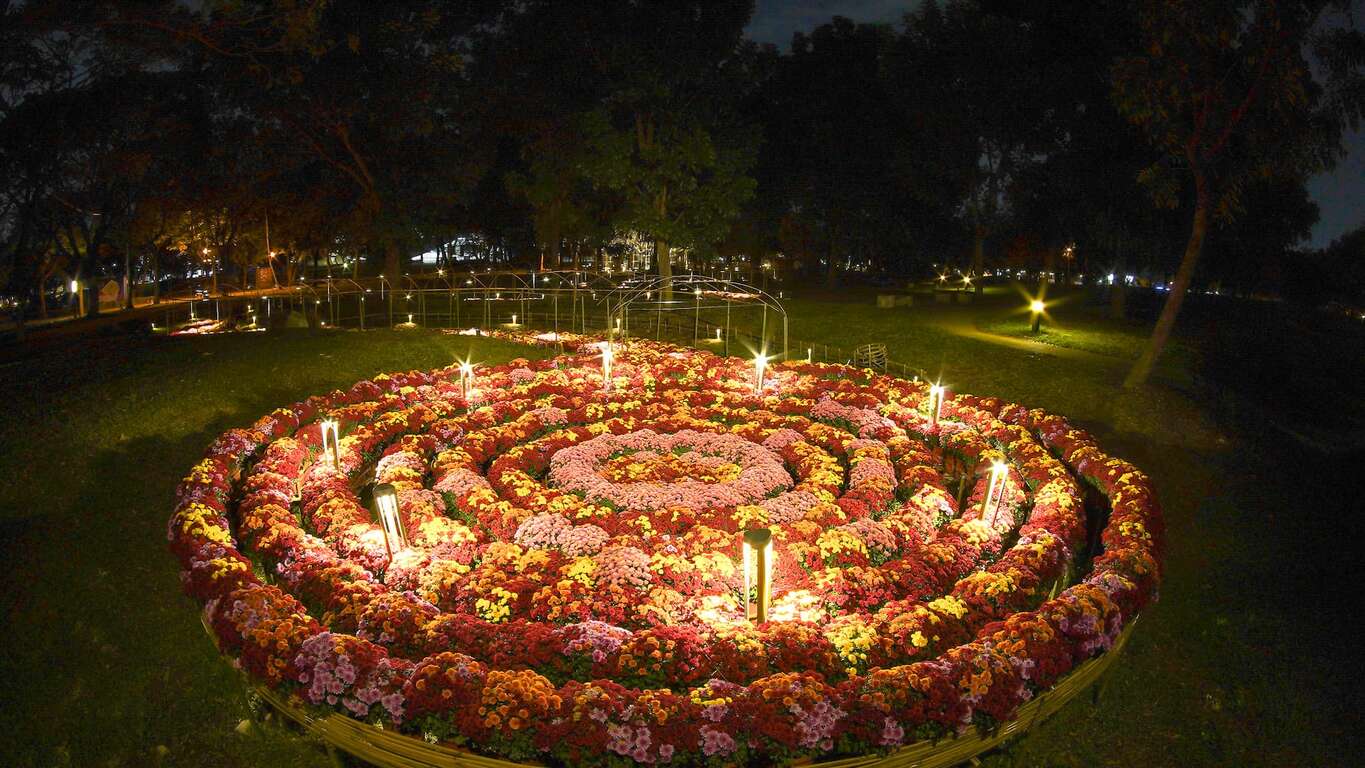 《菊花夜行军 100米花廊光谱》夜间美景