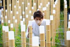 台湾灯会卫武营灯区人气作品「逐光山云间-豌豆灯海迷宫」