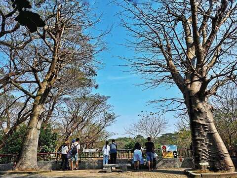 寿山动物园特定纪念树木「猢狲木」