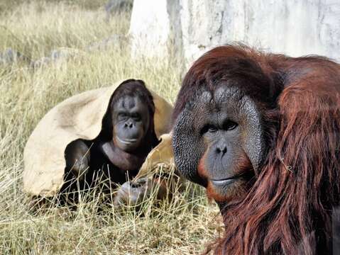 紅毛猩猩咪咪(左)表示和阿宏只是螢幕情侶