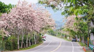 六龜花旗木盛開浪漫粉紅色公路，等你來打卡 拍攝者：鄒裕明