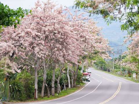 六龜花旗木盛開浪漫粉紅色公路，等你來打卡 拍攝者：鄒裕明