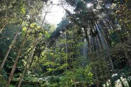 漫步藤枝山林步道中，享受芬多精的洗禮，沈靜心靈