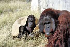紅毛猩猩咪咪(左)表示和阿宏只是螢幕情侶