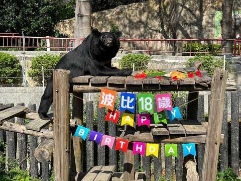 Shoushan Zoo's special birthday cake to celebrate the Formosan black bear Bobby’s birthday. “Hei Pi Bobby’s Day!”