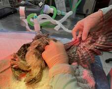 專業獸醫團隊為領角鴞進行治療