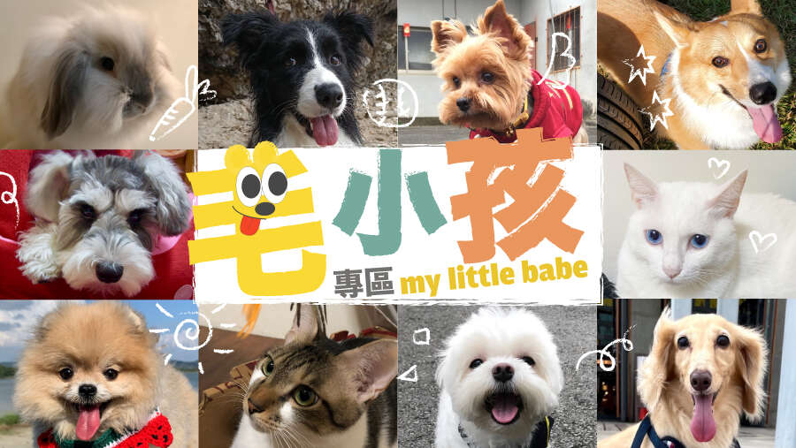 毛小孩專區