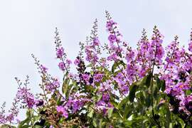 盛開的大花紫薇
