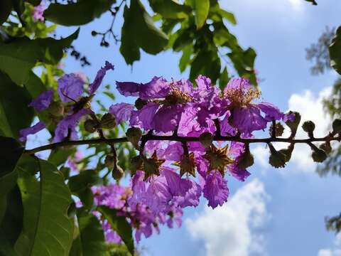 大花紫薇枝枒上抽出一串串浪漫的紫色花序，神采奕奕迎向天際，紫氣東來