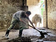 保育员林裕强每天一早就化身铲屎官，帮忙清理非洲象阿里的房间